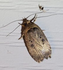 Agonopterix argillacea
