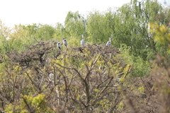 Ardea cocoi