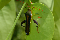 Nematopus