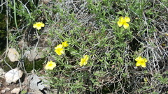 Crocanthemum glomeratum