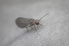 Coniopterygidae