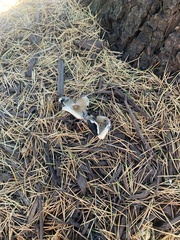 Ampulloclitocybe clavipes