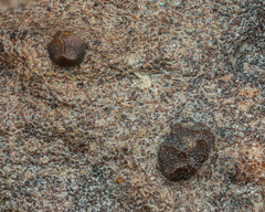 Licea minima