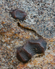 Licea minima