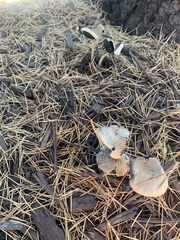 Ampulloclitocybe clavipes