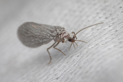 Coniopterygidae