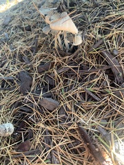 Ampulloclitocybe clavipes