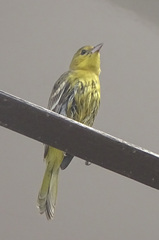 Icterus