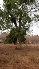 Pterodon emarginatus