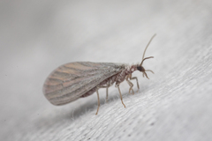 Coniopterygidae