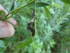 Plusiodonta compressipalpis