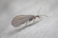 Coniopterygidae