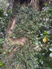 Metrosideros perforata