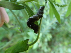 Plusiodonta compressipalpis