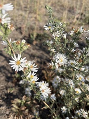 Symphyotrichum falcatum