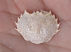 Ovalipes ocellatus
