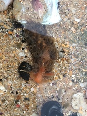 Spurilla braziliana