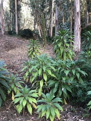 Echium pininana