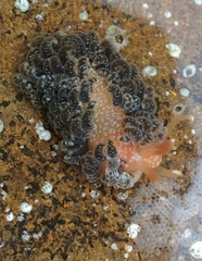 Spurilla braziliana