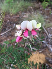 Tephrosia virginiana
