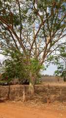 Albizia niopoides
