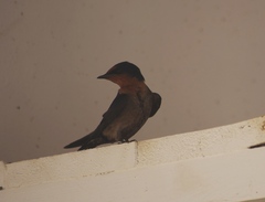 Hirundo tahitica