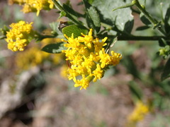 Solidago radula