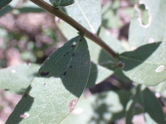 Solidago radula