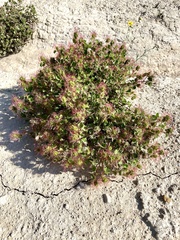 Acalypha monostachya