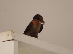 Hirundo tahitica