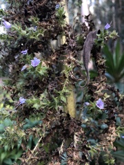 Echium pininana