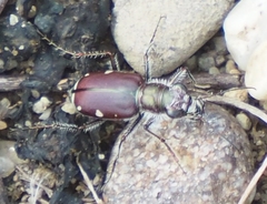 Cicindela scutellaris lecontei