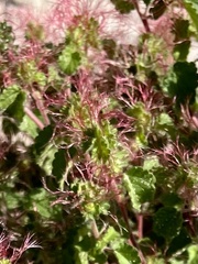 Acalypha monostachya