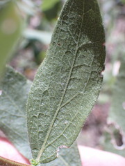 Solidago radula