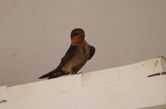 Hirundo tahitica