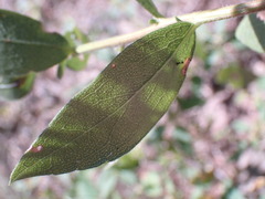 Solidago radula