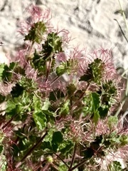 Acalypha monostachya