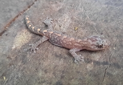 Christinus marmoratus