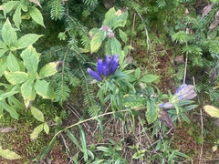 Gentiana andrewsii
