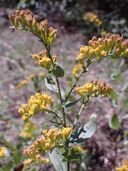 Solidago radula
