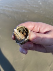 Clibanarius vittatus