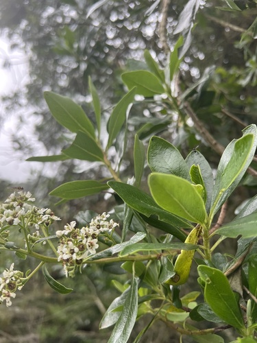 Escallonia discolor, photograph 5