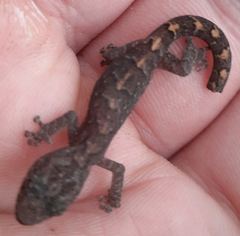 Christinus marmoratus