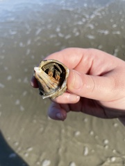 Clibanarius vittatus