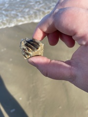 Clibanarius vittatus