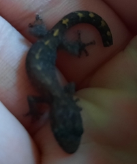 Christinus marmoratus