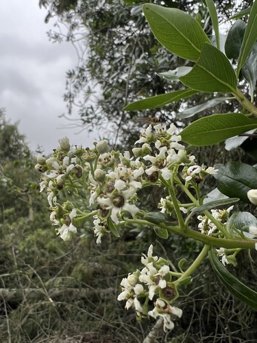 Escallonia discolor, photograph 3