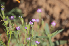 Gilia valdiviensis