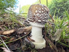 Amanita pantherina