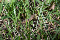 Takydromus tachydromoides